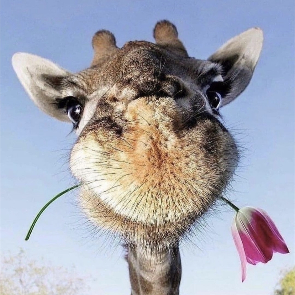 Meet your Posher, Diane